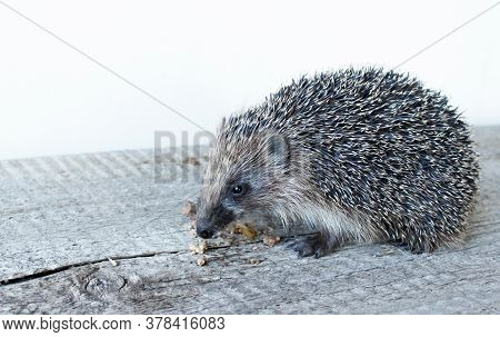 Cute Little Hedgehog On A Wooden Board. The Mammal Eats Pieces Of Meat.