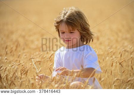 Kid At Wheat Field With Harvest Grain. Wheat Is A Cereal Plant. Kid Portrait On Farmland. Happy Litt
