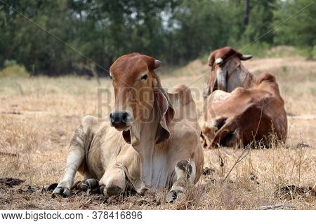 Two Cows Laying Down In The Grassland. One Focus And One Out Focus.