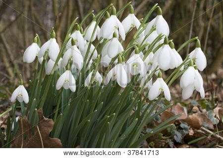 Galanthus Nivalis - sněženky