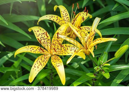 Summer Yellow Lily Flower Close-up. Lilium Pardalinum, Also Known As Leopard Or Panther Lily, Is A F
