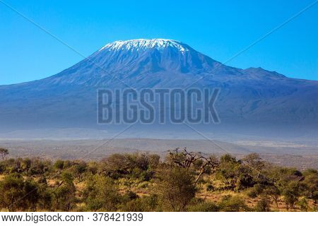 Interesting trip to Africa. Amboseli Park is the most visited park in Kenya. The snow peak of Kilimanjaro. Savanna with bushes and desert acacies. The concept of exotic, ecological and photo tourism