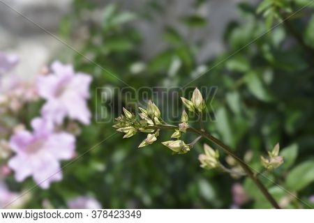 Pink Trumpet Vine - Latin Name - Podranea Ricasoliana