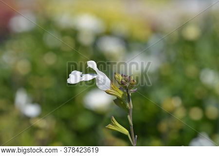 Baby Sage Gletsjer - Latin Name - Salvia Microphylla Gletsjer