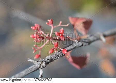Japanese Snowball Berries - Latin Name - Viburnum Plicatum Var. Tomentosum