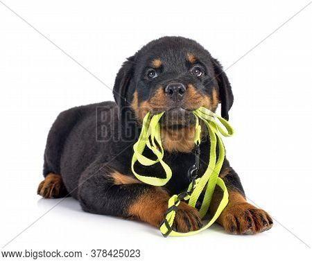 Puppy Rottweiler In Front Of White Background