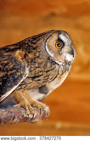 Owl Sitting In Cage