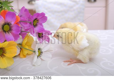 Chickens And Flowers In A Pot Close Up