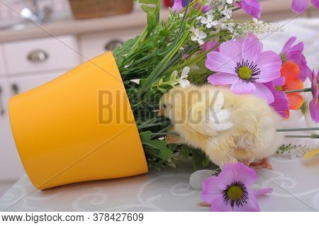 Chickens And Flowers In A Pot Close Up