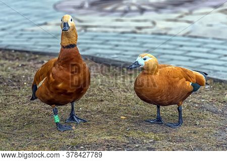 Ruddy Shelduck - Tadorna Ferruginea In Spring