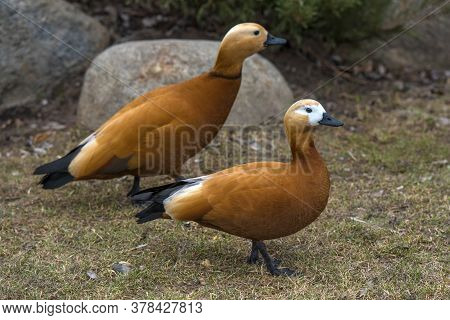 Ruddy Shelduck - Tadorna Ferruginea In Spring