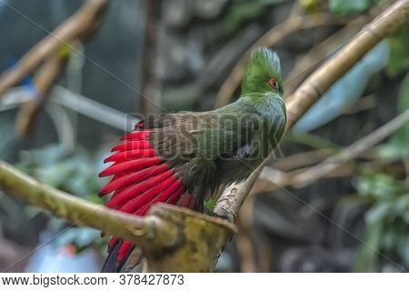 The Guinea Turaco (tauraco Persa), Also Known As The Green Turaco