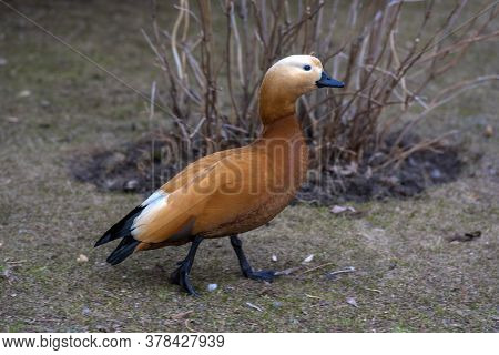 Ruddy Shelduck - Tadorna Ferruginea In Spring