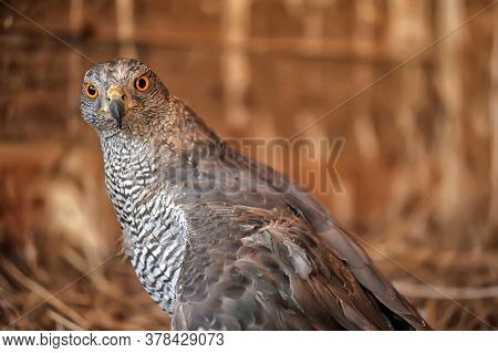 Close-up Of A  Falcon