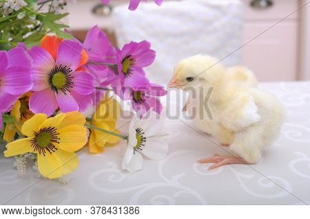 Chickens And Flowers In A Pot  Close Up