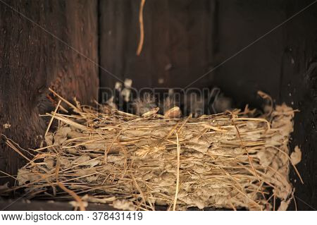 Swallow Chicks In The Nest Close Up