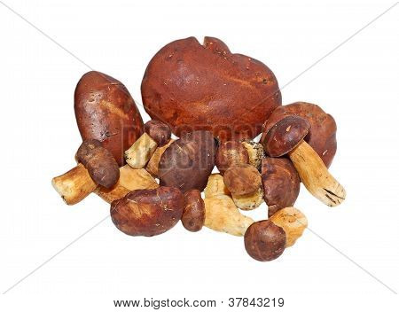 Boletus edulis mushroom