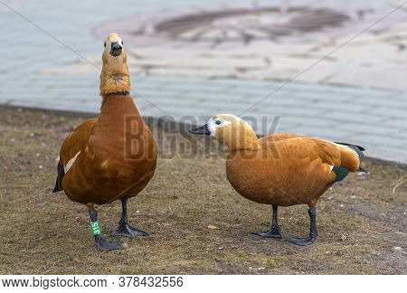 Ruddy Shelduck - Tadorna Ferruginea In Spring