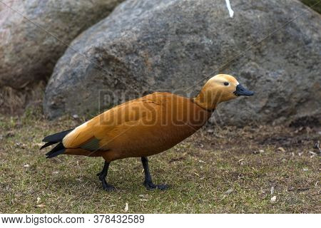 Ruddy Shelduck - Tadorna Ferruginea In Spring
