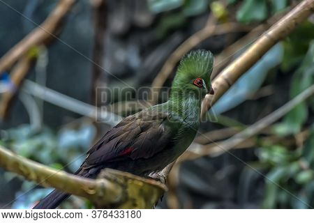 The Guinea Turaco (tauraco Persa),