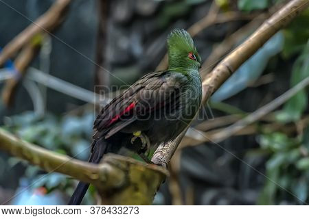 The Guinea Turaco (tauraco Persa),