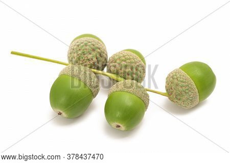 Common Oak ( Quercus Robur) Acorns Isolated On White Background