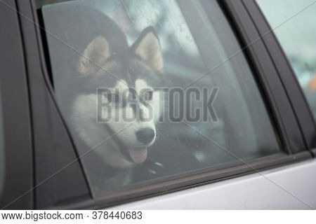 Husky Sled Dog In Car, Travel Pet. Dog Locked Inside Car, Looking Out Car Window And Waiting For Wal