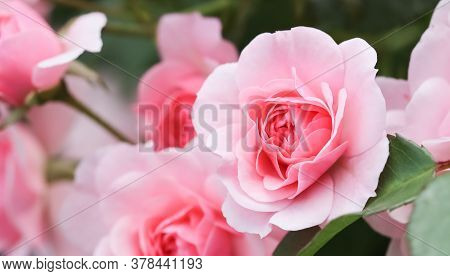 Beautiful Pink Roses Bonica In The Garden. Perfect For Background Of Greeting Cards For Birthday, Va