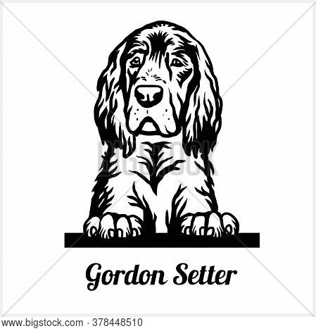 Gordon Setter - Peeking Dogs - Breed Face Head Isolated On White
