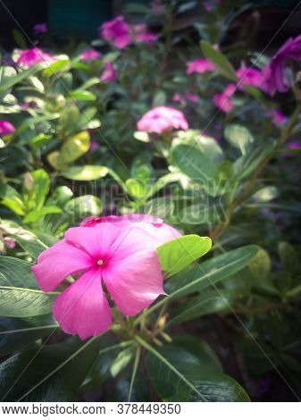 A Closeup Shot Of A Pink Flower With Five Petals.the Flower Has Pink Colored Petals And Red Dot At I