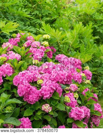 Hydrangea Blossom On Sunny Day. Flowering Hortensia Plant. Pink Hydrangea Macrophylla Blooming In Sp
