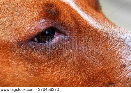 Portrait Of A Dog With Eye Problem, Conjunctivitis. Dog With Bad Swollen Eyes Due To An Infection, D