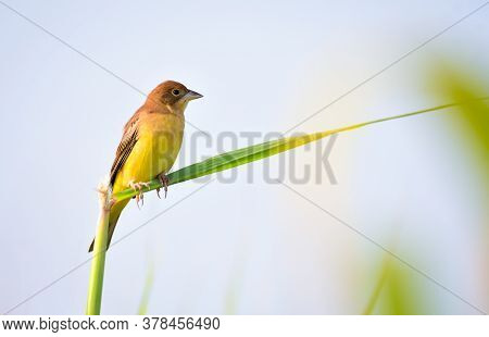 The Red-headed Bunting Is A Passerine Bird In The Bunting Family Emberizidae, A Group Now Separated 