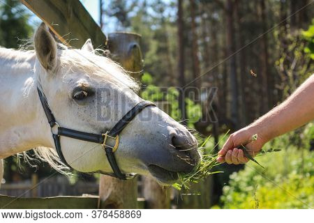 A Horse Eats From The Hands Of A Man, A Man Feeds Horses On A Farm On A Summer Day.