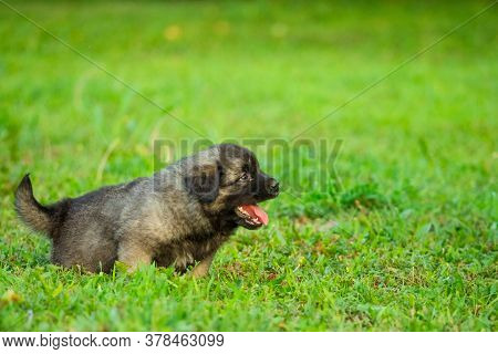 Portrait Of Young Illyrian Shepherd Dog Puppy (sarplaninac, Yugoslavian Shepherd, Shepherd From The