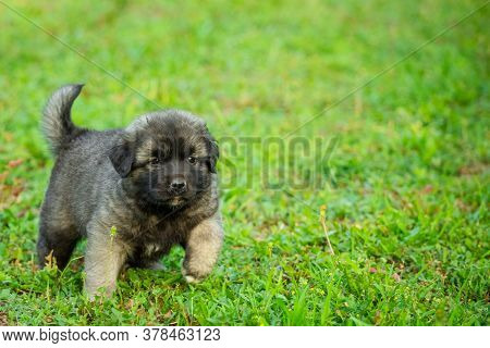 Portrait Of Young Illyrian Shepherd Dog Puppy (sarplaninac, Yugoslavian Shepherd, Shepherd From The