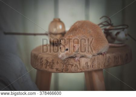 Very Fat Red Rat At Home On A Table