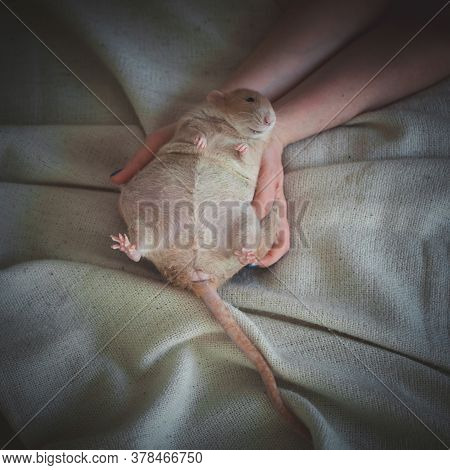 Very Fat Red Rat At Home On A Table