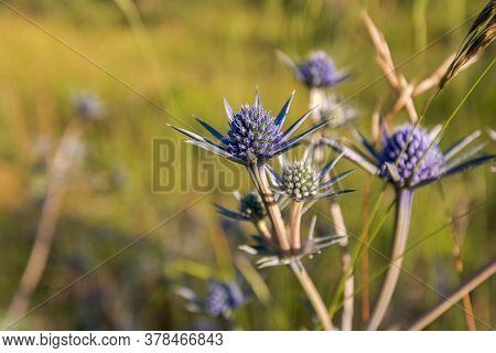 Pretty Blue Purple Wild Flower, Eryngium Bourgatii, Flowering In Summer In Palencia, Spain.