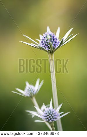 Pretty Blue Purple Wild Flower, Eryngium Bourgatii, Flowering In Summer In Palencia, Spain.