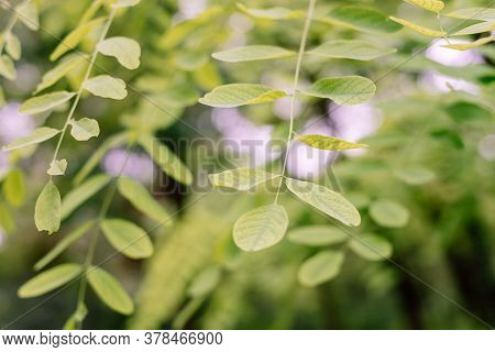 Spring acacia leaves forest Nature background Nature background Nature foliage twig Nature branch tree Nature background Nature background lush Nature fresh Nature green Nature background Nature background yellow leaf Nature background Nature background.
