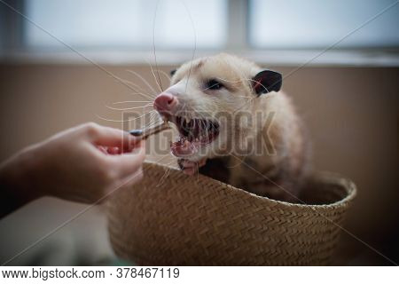 The Virginia Opossum, Didelphis Virginiana, In A Basket
