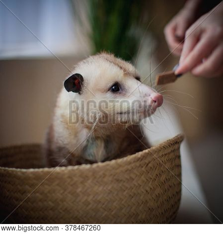 The Virginia Opossum, Didelphis Virginiana, In A Basket