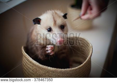The Virginia Opossum, Didelphis Virginiana, In A Basket