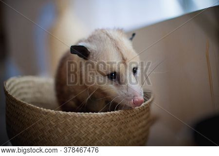 The Virginia Opossum, Didelphis Virginiana, In A Basket