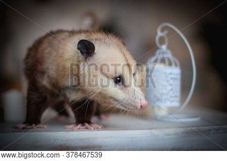 The Virginia Opossum, Didelphis Virginiana, On A Table