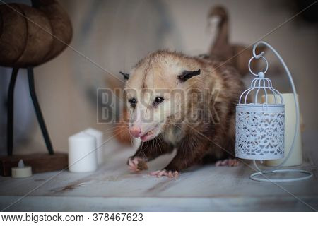 The Virginia Opossum, Didelphis Virginiana, On A Table