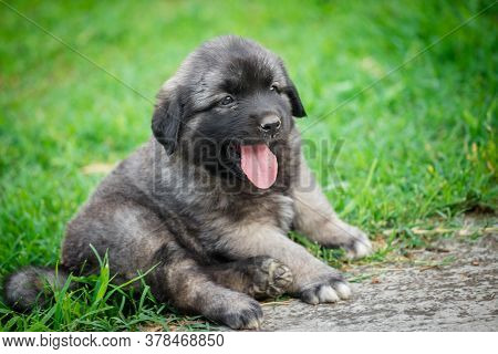 Portrait Of Young Illyrian Shepherd Dog Puppy (sarplaninac, Yugoslavian Shepherd, Shepherd From The