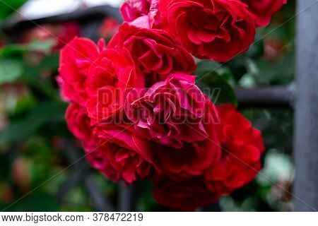 Incredibly Fragile Rose Flowers On The Fence