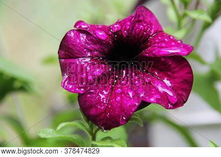 Red Petuni Flower With Black Center And Race On The Flower Petals
